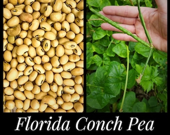 Florida Heirloom Conch Pea, Florida Pea, Florida Bean, Southern Pea, Southern Cowpea, Seed The Stars, Florida Seeds Permaculture Food Forest