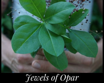 25 Jewels of Opar Seeds, Fame Flower Seeds, Flame Flower Seeds, Talinum paniculatum seeds, Heat Tolerant Edible Leaves Florida Spinach Seeds