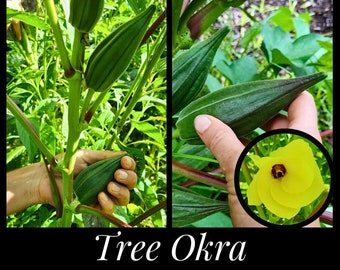 20 Tree Okra Seeds, Giant Okra, Perennial Okra “Nkruma Tenten” Okra, Abelmoschus esculentus, Seed The Stars, Florida Seeds, Permaculture