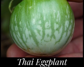 20 Thai Green Striped Eggplant Seeds, Lao Green Stripe Eggplant Seeds, Solanum melongena seeds, Southeast Asian Eggplant, Seed The Stars
