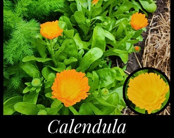 20 Calendula Seeds, Pot Marigold, Calendula officinalis, Flowering Herb, Orange Flowers, Natural Food Color, Saffron, Seed The Stars Organic