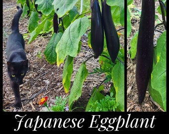 20 Japanese Long Eggplant Seeds, Heirloom Nagasaki Black Eggplant Seeds, Solanum melongena seeds, Permaculture, Seed The Stars Heat Tolerant