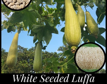 15 White Seeded Luffa Seeds, Loofah Gourd Seeds, Luffa cylindrica seeds, Florida Seeds Rare Seeds Permaculture Seed The Stars Organic Sponge