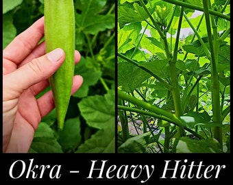 20 "Heavy Hitter" Okra Seeds, Organic Okra Seeds, Seed The Stars, Florida Seeds, Abelmoschus esculentus, Permaculture Seeds, Spineless