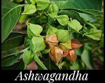 20 Ashwagandha Seeds, Indian Ginseng Seeds, Winter Cherry Seeds, Organic Ashwagandha Seeds Withania somnifera, Ayurvedic Herb Seed The Stars