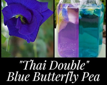 15 Thai Double Blue Butterfly Pea Seeds, Double Butterfly Pea, Clitoria ternatea seeds, Seed The Stars, Florida Seeds Blue Tea edible flower