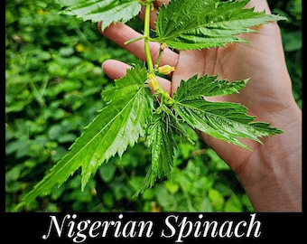 50 Nigerian Spinach Seeds, Large-Leaf Molokeyhia Seeds, Ewedu Seeds, Corchorus olitorius, Permaculture Seeds, Jute Mallow, Egyptian Spinach