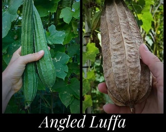 15 Angled Luffa Seeds, Chinese Okra Seeds, Loofah Gourd Seeds, Organic Luffa acutangula seeds, Ridged Sponge Gourd Seeds, Seed The Stars