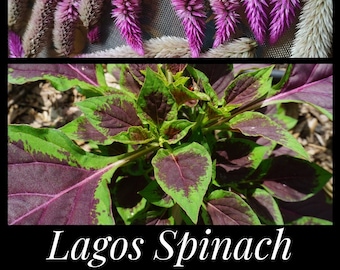 20 Lagos Spinach Seeds, African Spinach, Nigerian Spinach, Flamingo Feather Celosia Seeds, Celosia argentea seeds, Quail Grass Seeds Florida