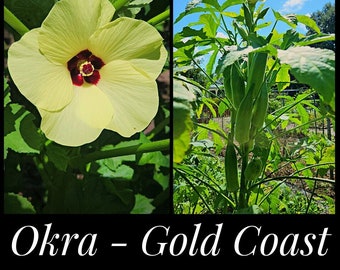 20 Heirloom Okra Seeds, "Gold Coast" Organic Okra Seeds, Seed The Stars, Florida Seeds, Abelmoschus esculentus, Permaculture Seeds, Nematode