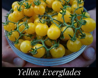 20 Yellow Everglades Tomato Seeds, Drought Tolerant, Disease Resistant Currant Tomato Solanum pimpinellifolium Florida Seeds, Seed The Stars