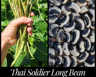 15 Thai Soldier Long Bean Seeds, Striped Yardlong Bean, Asparagus Bean, Seed The Stars, Thailand Long Beans Vigna unguiculata sesquipedalis