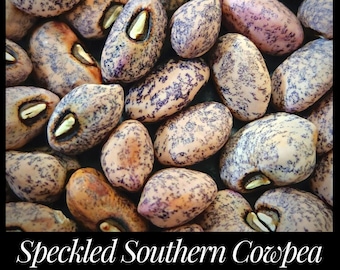 20 Speckled Southern Pea Seeds, Graham Speckled Cowpea, Vigna unguiculata seeds, Southern Seeds, Permaculture Seed The Stars Florida Seeds