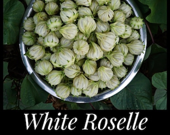 15 White Roselle Seeds, Florida Cranberry, Jamaican Sorrel Seeds, Hibiscus sabdariffa seeds, Flor de Jamaica Caribbean, Permaculture organic