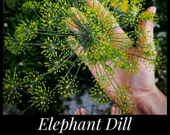 20 Mammoth Dill Seeds, Long Island Heirloom Dill, Elephant Dill, Culinary Herb Seeds, Seed The Stars, Preservation Herb, Canning Herb
