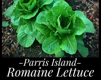 25 Parris Island Cos Romaine Lettuce Seeds, Frost Tolerant Lettuce, Heirloom Lettuce Organic Lettuce, Seed The Stars, Lactuca sativa seeds