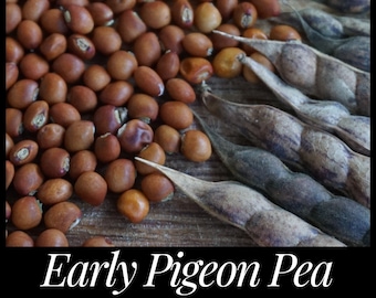 15 Early Maturing, Northern Adapted Pigeon Pea Seeds - Cajanus cajan seeds Gandules Permaculture Florida Seed Perennial Pea, Seed The Stars