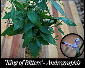 25 King Of Bitters Seeds, Andrographis Seeds, Andrographis paniculata Seeds, Creat Seeds, Seed The Stars, Rare Ayurvedic Herb, Florida Seeds