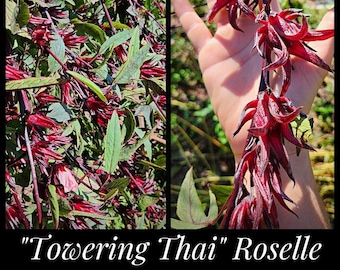 15 Roselle Seeds - "Towering Thai" Late Sorrel Variety, Florida Cranberry, Jamaican Sorrel Seeds, Hibiscus sabdariffa seeds, Flor de Jamaica