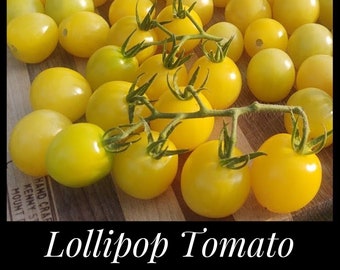 20 Lollipop Tomato Seeds - Yellow Cherry Tomato - Solanum lycopersicum - Florida Seeds - Heat Tolerant Heirloom Tomato Seeds Seed The Stars