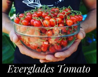 20 Florida Everglades Tomato Seeds. Drought & heat tolerant, disease resistant! Solanum pimpinellifolium Heirloom Currant Tomato Seeds