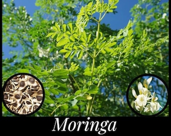 10 Moringa Tree Seeds, Drumstick Tree Horseradish Tree Seeds, Permaculture, Florida seeds, Moringa olifera seeds, Seed The Stars Food Forest