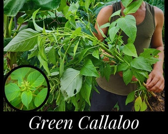 20 Green Callaloo Seeds, Green Leaf Amaranth Seeds, Tropical Spinach, Amaranthus spinosus, Seed The Stars, Florida Seeds, Caribbean Callaloo