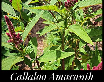 20 Caribbean Callaloo Seeds, Edible Amaranth Seeds, Heat Tolerant Greens, Tropical Spinach, Seed The Stars, Amaranthus, Spinach Seeds