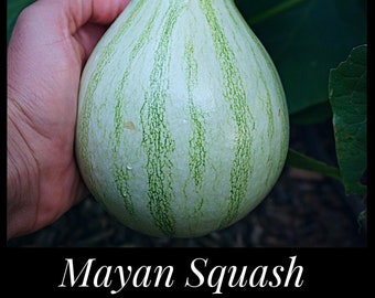 10 Mayan Squash Seeds, Tropical Pumpkin, Heat Tolerant Pumpkin Seeds, Pepita Gruesa, Thick-Seeded Squash, Seed The Stars, Florida Seeds