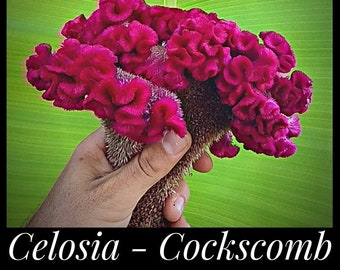 20 Red Cockscomb Celosia Seeds, Red Woolflower Seeds, Celosia argentea seeds cristata Amaranth Seeds Organic Heirloom Seed The Stars Florida