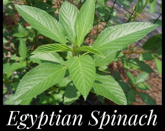 50 Egyptian Spinach Seeds, Molokeyhia Seeds, Corchorus olitorius, Spinach Seeds, Permaculture, Jute Mallow, Permaculture Seeds, Food Forest