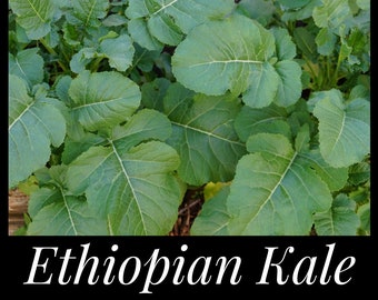 50 Ethiopian Kale Seeds, 50 Abyssinian Mustard Seeds, 50 African Kale Seeds, Brassica carinata seeds, Seed The Stars, Florida Seeds,