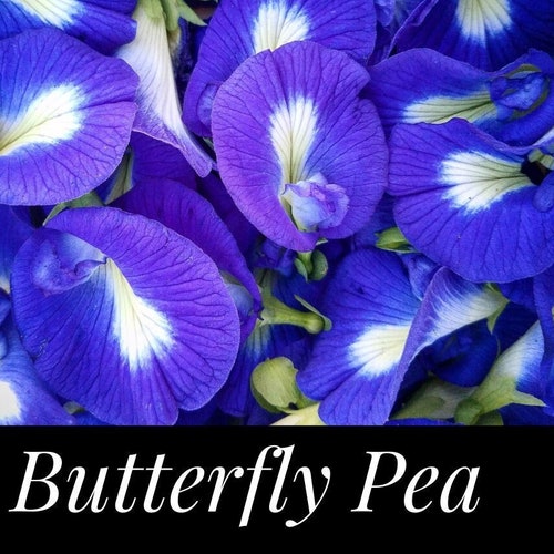 15 Blue Butterfly Pea Seeds Butterfly Garden Edible Flowers Etsy