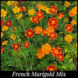 May include: A close-up view of a patch of French marigold flowers in bloom. The flowers are a mix of orange and yellow with red accents. The flowers are growing in a garden setting with green foliage.