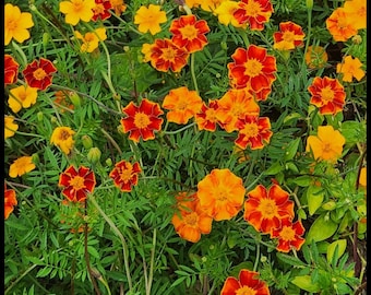 May include: A close-up view of a patch of French marigold flowers in bloom. The flowers are a mix of orange and yellow with red accents. The flowers are growing in a garden setting with green foliage.