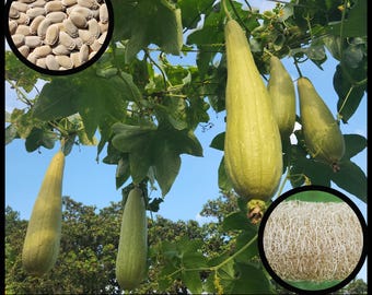15 &#39;White Seeded&#39; Luffa Seeds, Loofah Gourd Seeds, Luffa cylindrica seeds, Florida Seeds Seeds Permaculture Seed The Stars Organic Sponge