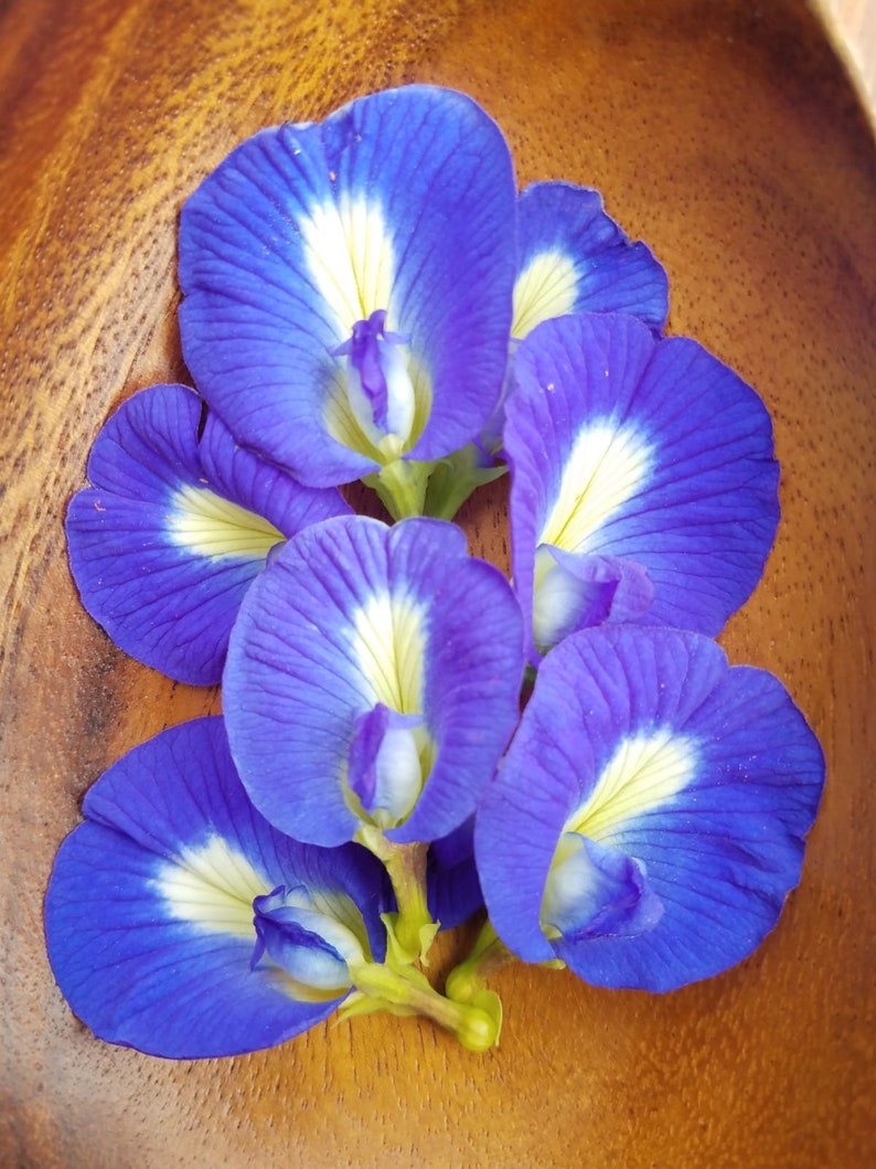 Naturally grown Butterfly Pea Seeds Stunning edible blue Etsy