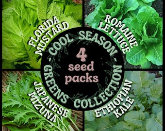 Cool Season Greens Collection - 4 Seed Packets: Japanese Mizuna, Ethiopian Kale, Florida Broadleaf Mustard & Parris Island Romaine Lettuce