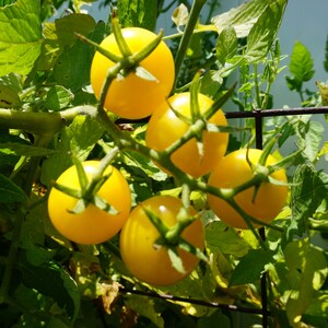 May include: Close-up of a cluster of yellow cherry tomatoes growing on a vine. The tomatoes are ripe and ready to be picked.