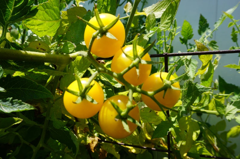 May include: Close-up of a cluster of yellow cherry tomatoes growing on a vine. The tomatoes are ripe and ready to be picked.