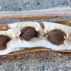 May include: Close-up of a seed pod with several dark brown seeds encased in white, papery material. The pod is a light brown color, and the background is a sandy texture.