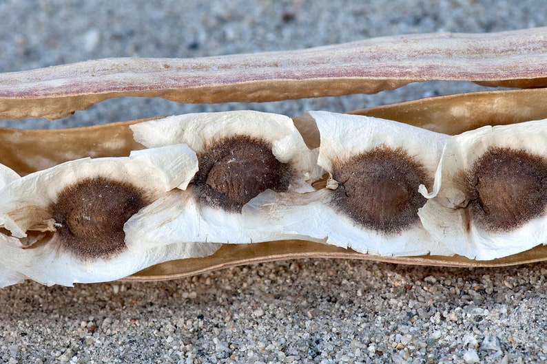 May include: Close-up of a seed pod with several dark brown seeds encased in white, papery material. The pod is a light brown color, and the background is a sandy texture.