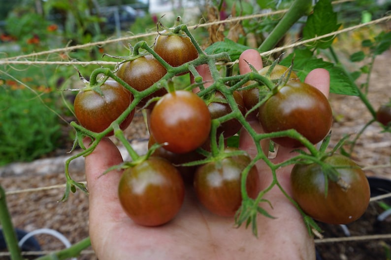 Pu&ograve; includere: Una mano che tiene un grappolo di piccoli pomodori marroni scuri su una vite. I pomodori sono maturi e hanno una finitura lucida.