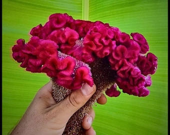 May include: A vibrant pink Celosia flower, also known as a cockscomb, with a unique, ruffled texture. The flower is held in a hand against a green background.