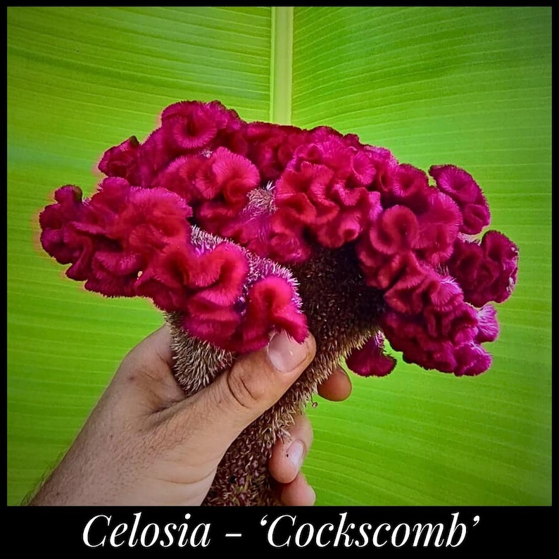 SeedTheStars Cockscomb Celosia Seeds - Thumbnail 4