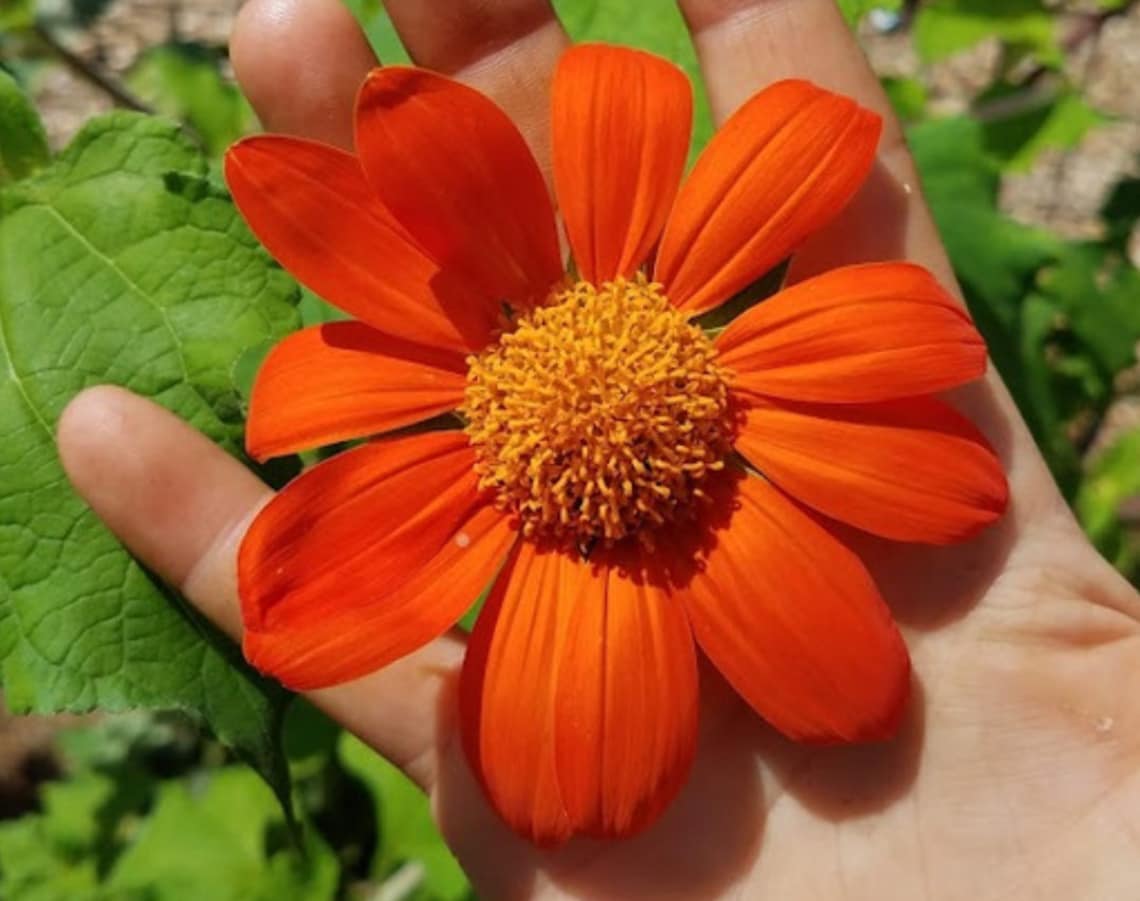 20 Mexican Sunflower Seeds Mexican Marigold Seeds Tithonia Etsy