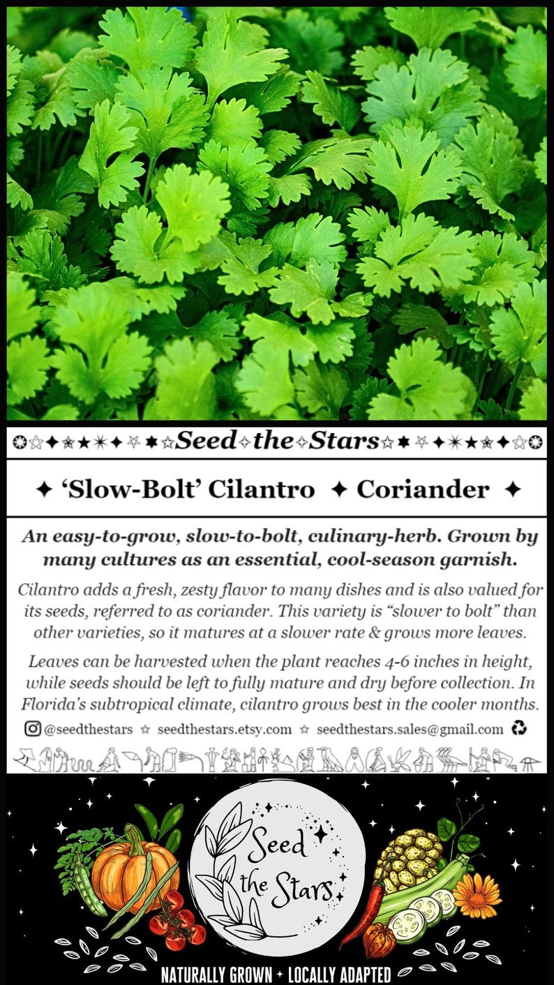 ✦ ‘Slow-Bolt’ Cilantro  ✦ Coriander  ✦

An easy-to-grow, slow-to-bolt, culinary-herb. Grown by many cultures as an essential, cool-season garnish. Cilantro adds a fresh, zesty flavor to many dishes and is also valued for its seeds - coriander.