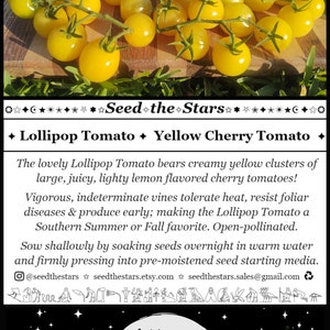 May include: A close-up of a cluster of bright yellow cherry tomatoes on a wooden surface. The tomatoes are small and round, with a slightly pointed tip. The text "Seed the Stars" is displayed above the tomatoes, along with the words "Lollipop Tomato" and "Yellow Cherry Tomato".