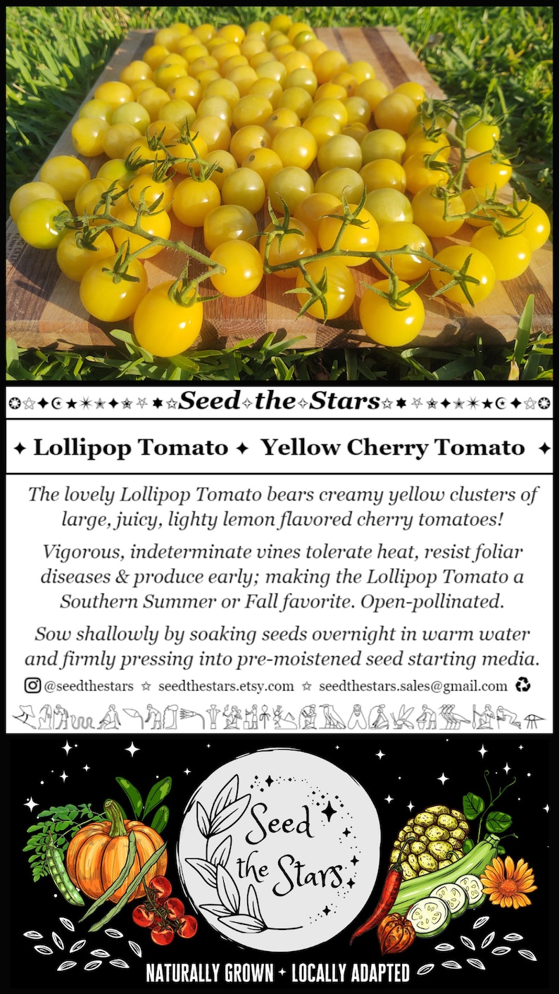 May include: A close-up of a cluster of bright yellow cherry tomatoes on a wooden surface. The tomatoes are small and round, with a slightly pointed tip. The text "Seed the Stars" is displayed above the tomatoes, along with the words "Lollipop Tomato" and "Yellow Cherry Tomato".