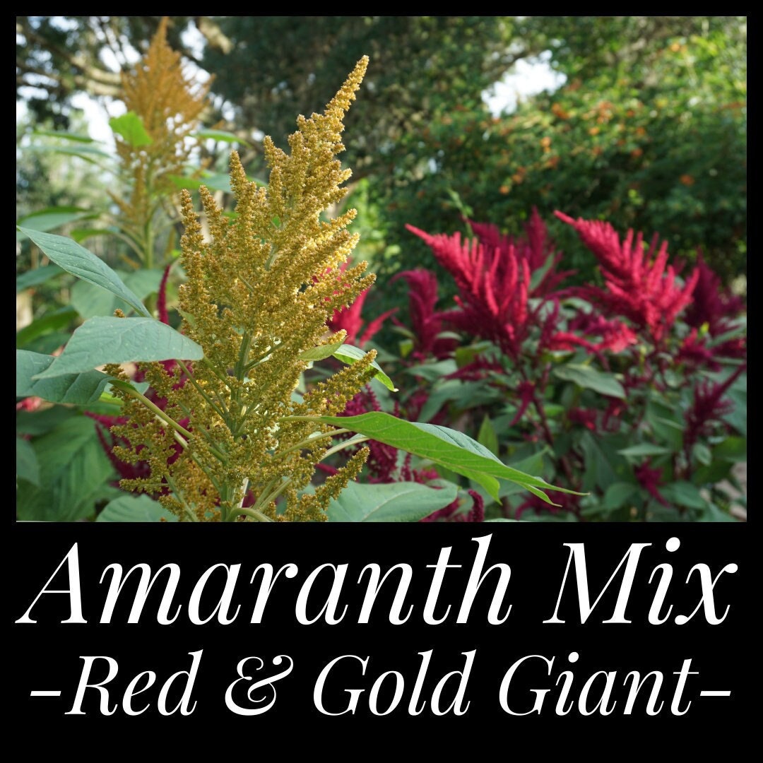 50 Amaranth Seed Mix Red Giant & Golden Giant, Amaranthus Species